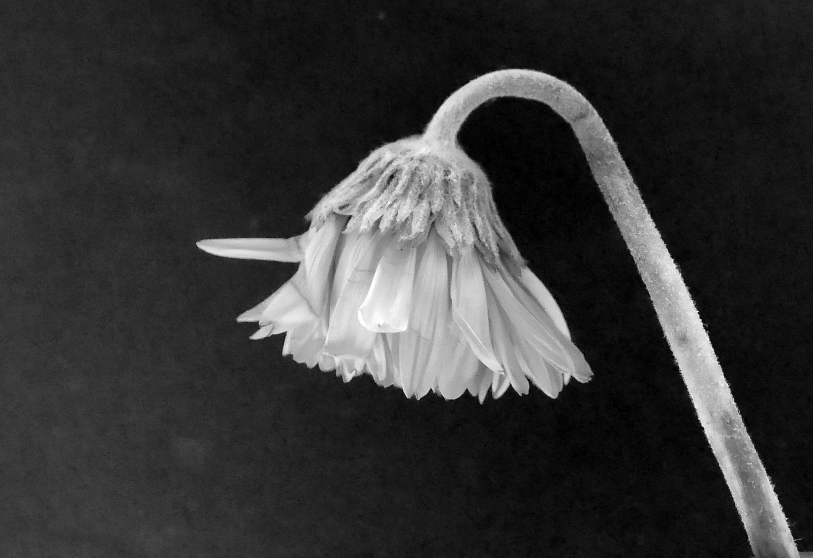 Blume