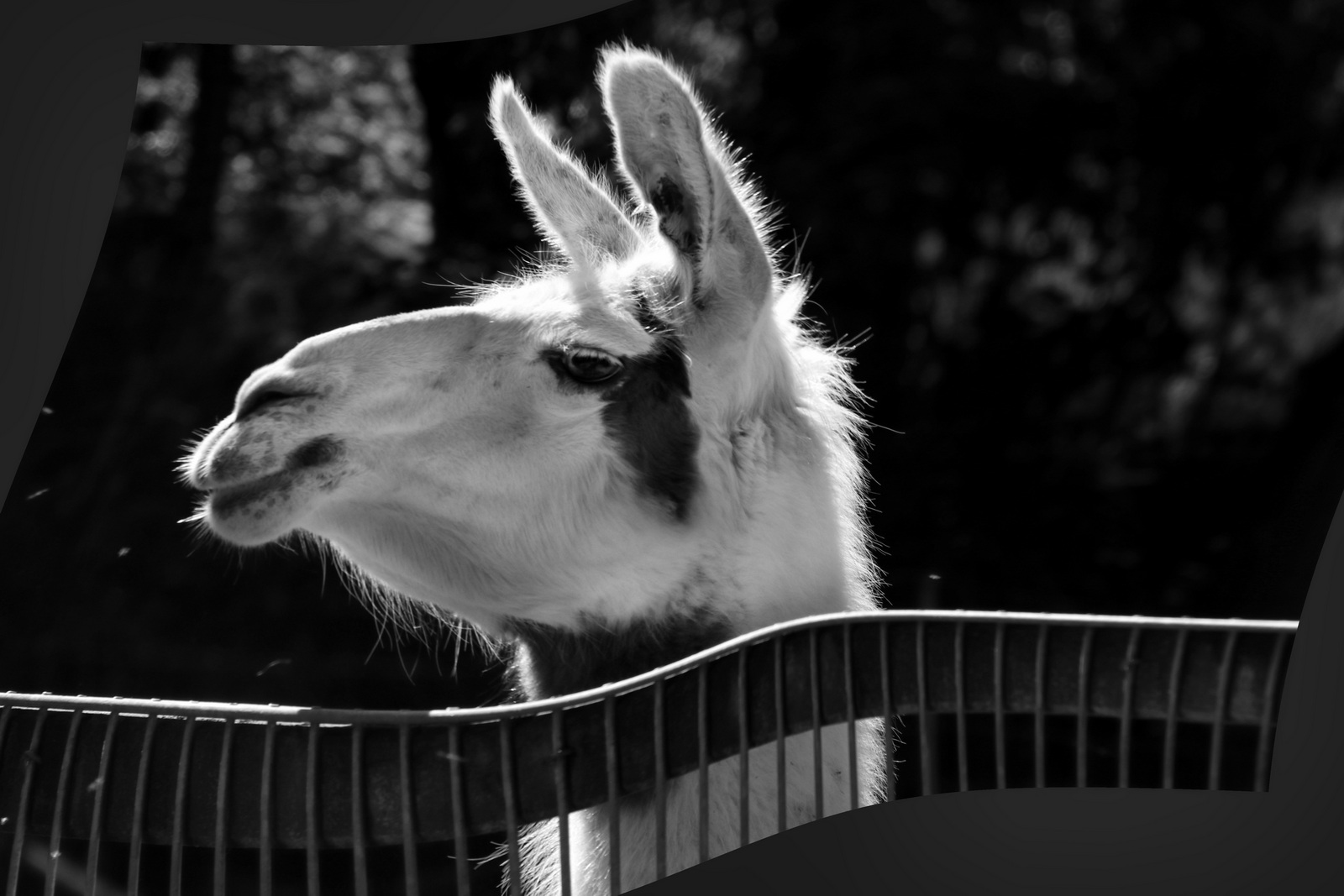 Lama